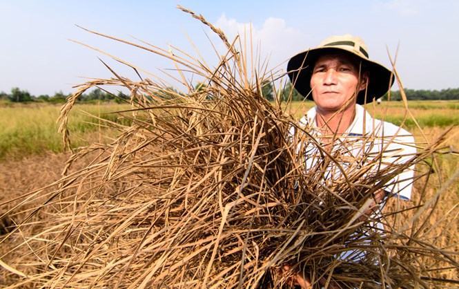 ‘Giải cứu’ ĐBSCL trước thiên tai hạn, mặn