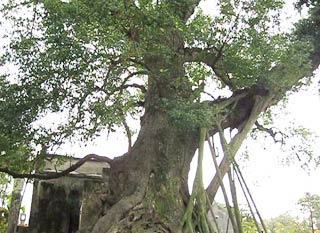 Giai thoại về “đại lão mộc tinh” 600 năm tuổi