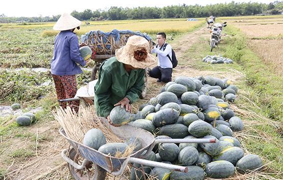 Nghĩ xa hơn cuộc “giải cứu” nông sản