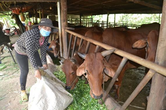 Giảm nghèo ở vùng đồng bào dân tộc thiểu số