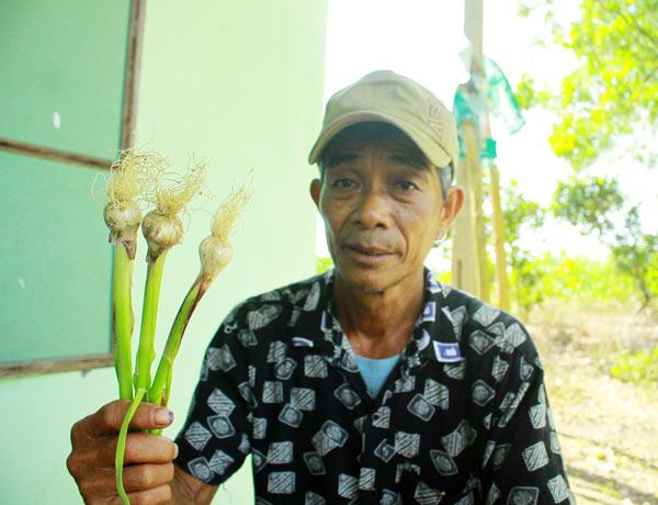 Giống tỏi Lý Sơn trồng ở đất liền đạt hiệu quả kinh tế cao