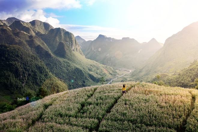 Hà Giang rực rỡ mùa hoa tam giác mạch