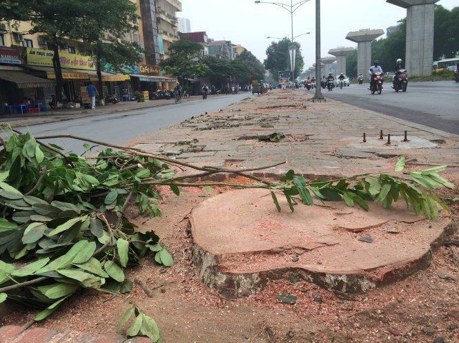 Hà Nội chặt hàng trăm cây cổ thụ