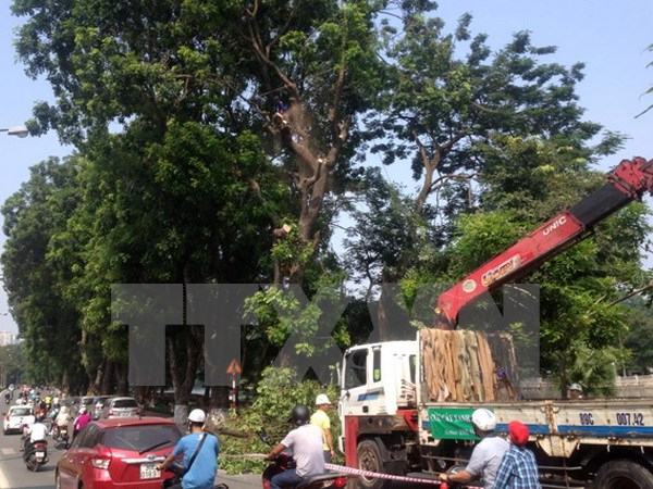 Hà Nội dịch chuyển, cắt tỉa hơn 100 cây xanh trên đường Kim Mã