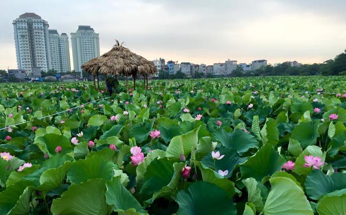 Hà Nội mùa sen