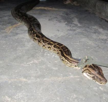 Hà Tĩnh: Đi chăn dê, bắt được trăn gấm nặng hơn 35kg