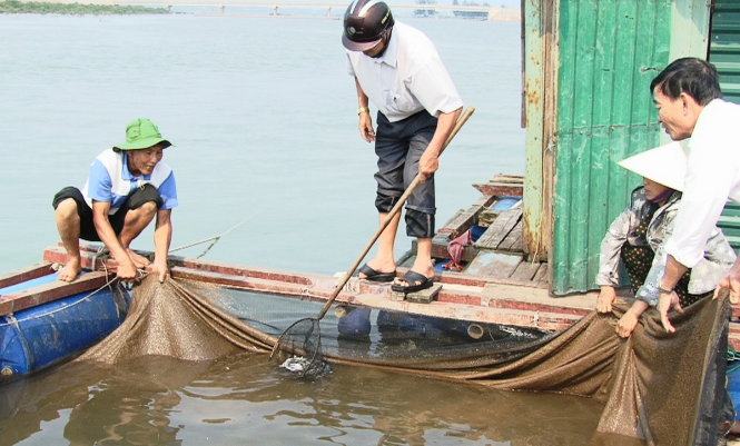 Hà Tĩnh hỗ trợ người dân có cá chết hàng loạt 