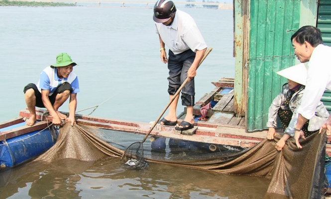 Hà Tĩnh hỗ trợ người dân có cá chết hàng loạt