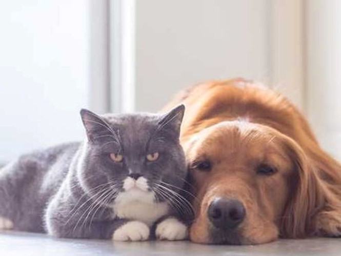 Hạ viện Mỹ thông qua luật cấm giết mổ chó mèo lấy thịt