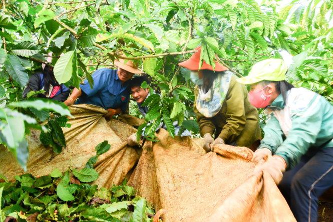 Thầy trò cùng nhận hái cà phê, lấy công gầy dựng học bổng - Ảnh: H.Lĩnh