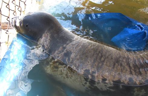 Hải cẩu trên phá Tam Giang được thả về biển