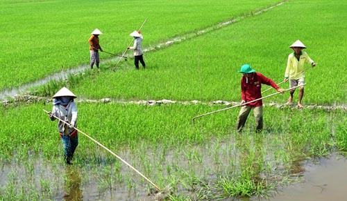 Hạn mặn rút đi, miền Tây lại lo bão lũ