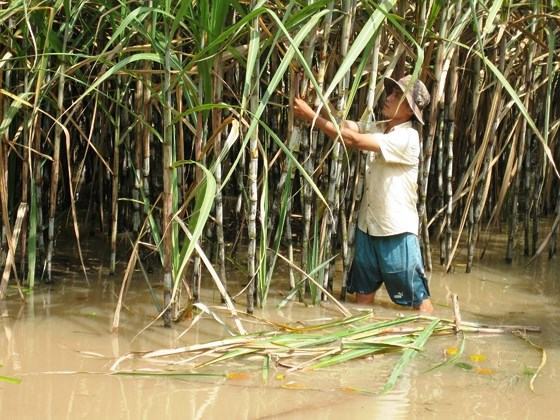 Hàng ngàn hécta mía ngập trong nước lũ, nông dân nguy cơ lỗ trắng ảnh 1