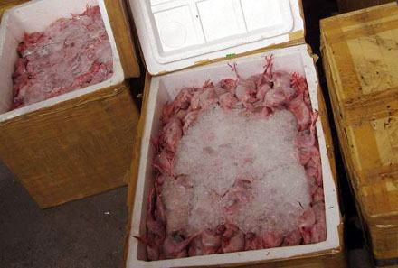 Hàng tấn chim cút “bốc mùi” trên xe khách