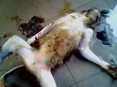 Hành quyết “hậu duệ Lão Tôn” giữa lòng di sản