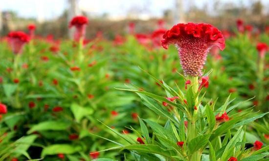 Hạt giống Việt Nam được đưa lên trồng trên vũ trụ