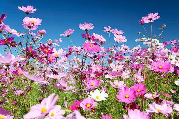 Hạt giống Việt Nam được đưa lên trồng trên vũ trụ ảnh 1