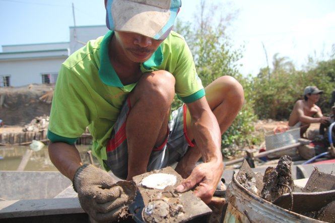 Hàu chết la liệt, bà con nông dân Bến Tre chết đứng  