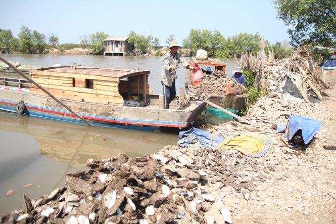 Hàu chết la liệt, bà con nông dân Bến Tre chết đứng  