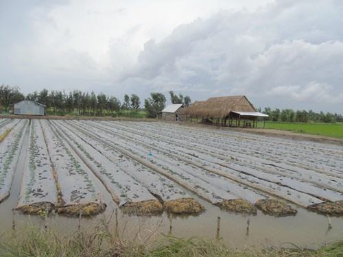 Hậu Giang khuyến khích đầu tư vào nông nghiệp, nông thôn