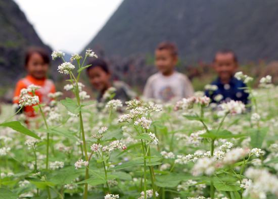 Hãy lên lễ hội “Đá nở hoa”