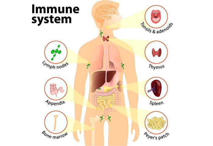 Hệ miễn dịch của con người luôn tấn công vào các loại tác nhân xâm nhập.