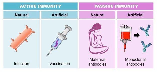  Vaccine sẽ kích thích hệ thống miễn dịch tạo ra các kháng thể