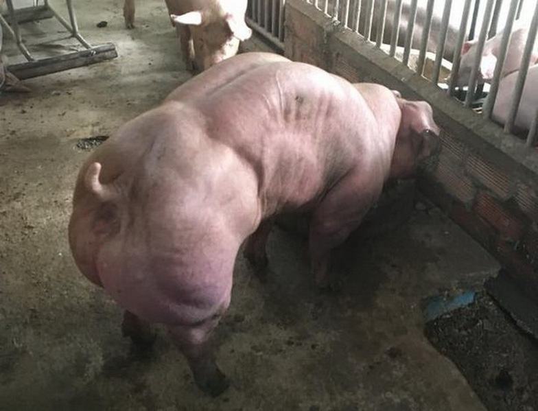 Heo cơ bắp cuồn cuộn như lực sĩ, bạn dám ăn? - Ảnh 4.