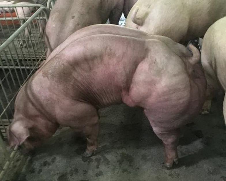 Heo cơ bắp cuồn cuộn như lực sĩ, bạn dám ăn? - Ảnh 5.