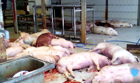 Cử tri bức xúc về thuốc giả, thực phẩm bẩn