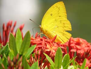 Hiện tượng chưa từng có: Bướm vàng tràn ngập Đà Nẵng