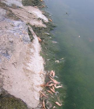 Hồ bốc mùi hôi thối, cá tôm chết nổi trắng hồ