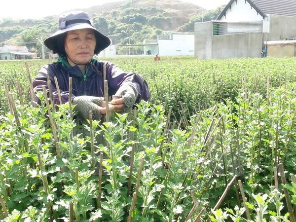 “Hoa cúc Ninh Giang” là nhãn hiệu hoa đầu tiên tại Khánh Hòa