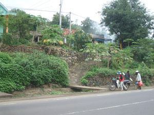 Hoa nở trên đá