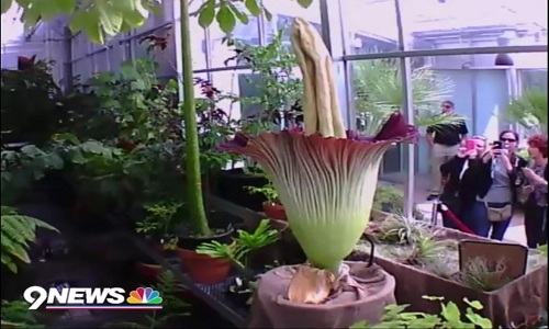 VNE-Denver-Corpse-Flower-5055-1440060582