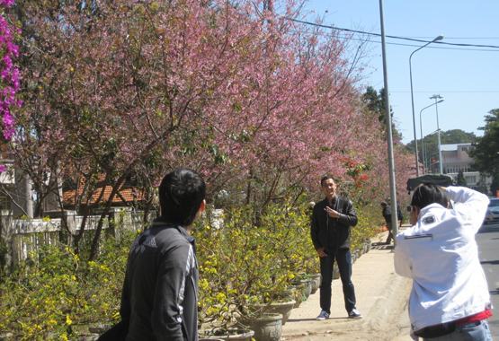 Đà Lạt sẽ  tổ chức “Lễ hội mai anh đào 2016”