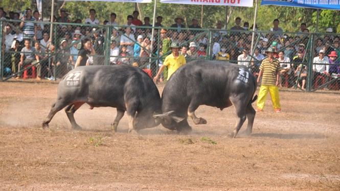 Hội chọi trâu Hớn Quản – Bình Phước năm 2016