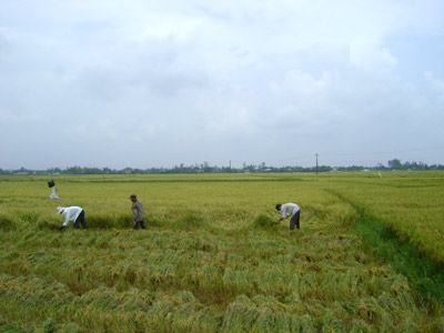 Huế: Dân “méo mặt” vì mưa lớn kéo dài