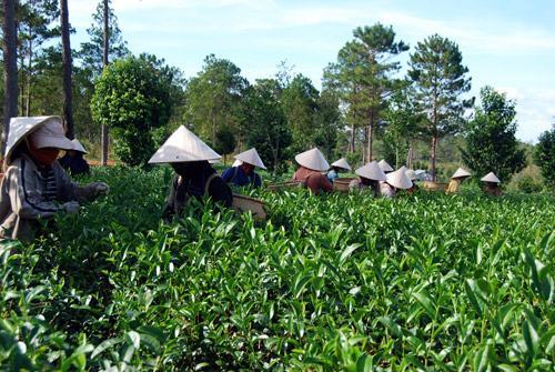 Hương trà trên cao nguyên Lâm Đồng