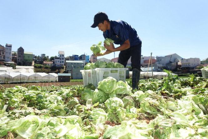 Hụt nguồn rau Đà Lạt sau mưa đá