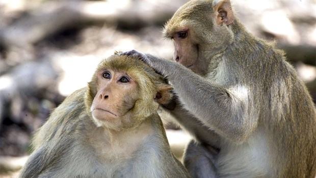 Hy vong moi cho vacxin ngua virus SARS-CoV-2 den tu loai khi hinh anh 1