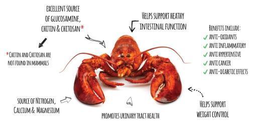 Tận dụng phế phẩm của tôm để làm thuốc