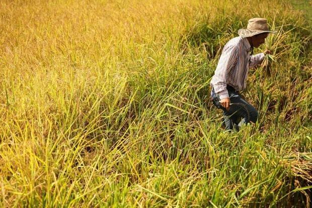 Indonesia muốn mua gạo của Việt Nam và Thái Lan