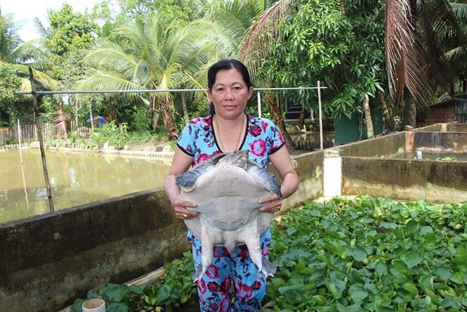 Khá giả nhờ ba ba và cua đinh