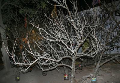 Khách chơi xuân “săn” đào ngoại