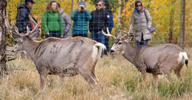 Du khách tham quan Khu bảo tồn thiên nhiên hoang dã Yukon - Ảnh: travelyukon