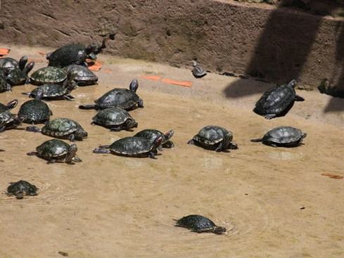 Chùa có 1 hồ để người dân mang rùa đến phóng sanh. Tuy nhiên hiện nay lượng rùa đã quá nhiều nên chùa dán thông báo mong phật tử hãy phóng sanh ở sông, ao, hồ thay vì mang vào chùa