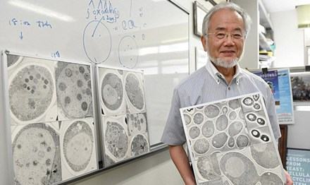 Khám phá tế bào tự ăn, người Nhật nhận Nobel Y học