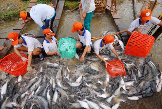 Khẩn cấp tìm đầu ra cho nông sản - Ảnh 1.