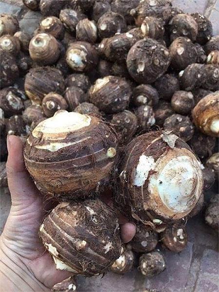 Tất cả các bộ phận của cây khoai sọ, đều có thể sử dụng làm thuốc.